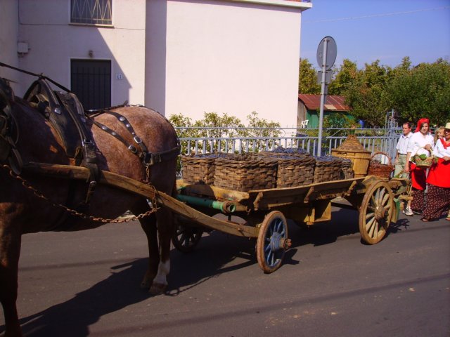 carrufestadelluva5.jpg