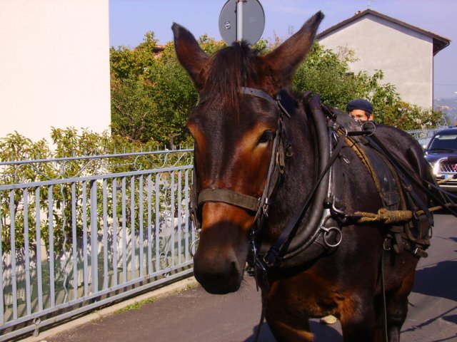 sfilatacarru.jpg